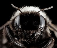 Trichothurgus dubius, male, insect headshot.