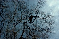Bobcat on silhouette tree