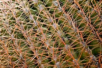 California barrel cactus