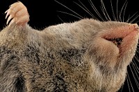 Short Tailed Shrew, closeup mouth.