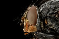 Calliphora vicina, side shot, face.