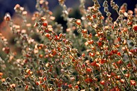 Desert globemallow flower