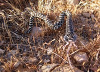 Pacific rattlesnake eating rat