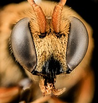 Nomia species, male, insect headshot.