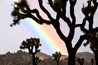 Rainbow and silhouette tree