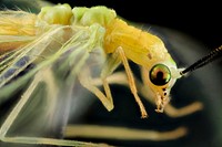 Green lacewing.