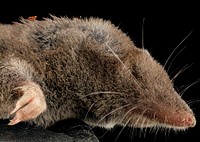 Short tailed shrew, side face.