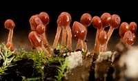 Hemitrichia, Lava Lamp Slime Mold