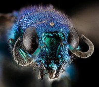 Blue cuckoo wasps face. 