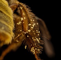 Sunflower Bee, flower pollen on legs.