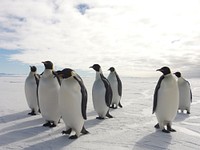 Penguin small group, Arctic animals. Original public domain image from Flickr