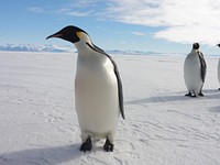 Emperor penguins, Arctic animals. Original public domain image from Flickr