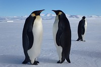 Penguin couple, Arctic animals. Original public domain image from Flickr