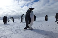 Emperor penguins, Arctic wildlife. Original public domain image from Flickr