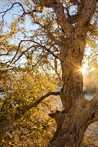 Sunset and tree