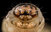 Black cutworm, closeup headshot.