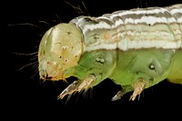 Velvetbean caterpillar, head shot.