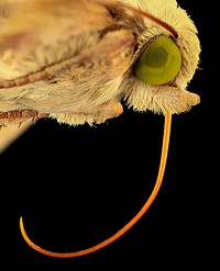 Corn earworm, moth, face