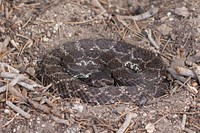 Southern Pacific Rattlesnake 