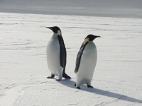 Arctic penguins, wildlife. Original public domain image from Flickr