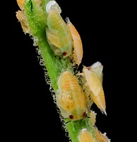 citrus psyllid, u, larvae, side2, ft detrick