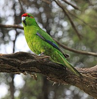Red crowned parakeet, wild bird. Original public domain image from Flickr
