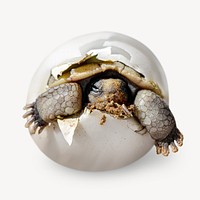 Baby turtle in hatchling egg 