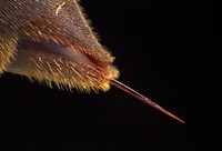 Polistes carolina stinger. High magnification of a paper wasp's sting. Original public domain image from Flickr