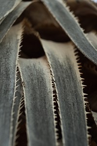 Desert plant leaf closeup