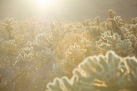 Teddybear Cholla Cactus Garden