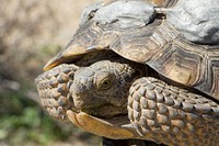 Desert tortoise