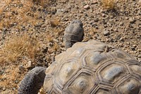 Desert tortoise 