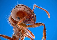 Fire ant worker, Solenopsis invicta. Original public domain image from Flickr 