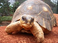 Tortoise, Madagascar