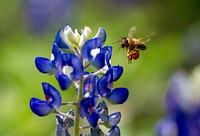 Honey bee visits Texas bluebonnet. Original public domain image from Flickr