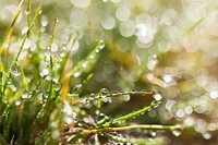 Water droplets on grass