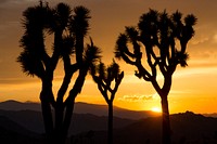 Sunset and  silhouette Joshua tree