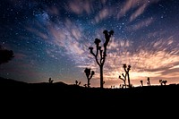 Aesthetic night sky, silhouette tree