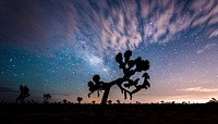 Aesthetic night sky, silhouette tree