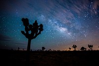 Aesthetic night sky, silhouette tree