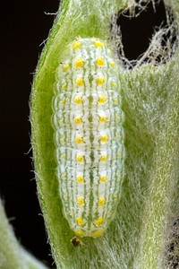 The larva of a hairstreak butterfly. Original public domain image from Flickr