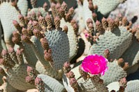 Beavertail cactus flower
