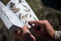 Using a Field Guide to Identify Birds