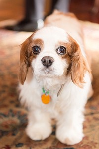 Cute dog, fluffy pet. Original public domain image from Flickr