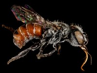 Ashmeadiella xenomastax bee, closeup insect.