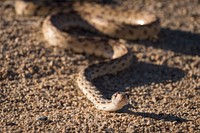 Gopher Snake 