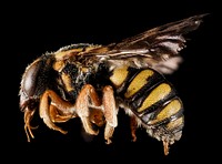 Stelis australis bee, insect photography.