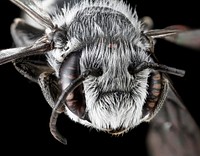 Megachile campanulae, male, headshot.