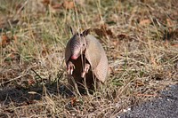 Nine-banded Armadillo, wildlife photo.