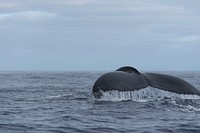 Humpback whale, flipping tail. Original public domain image from Flickr